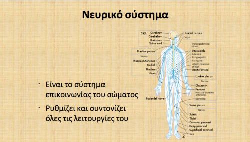 Νευρικό Σύστημα